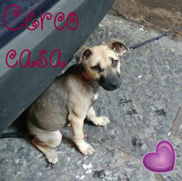 cerca casa cane abbandonato