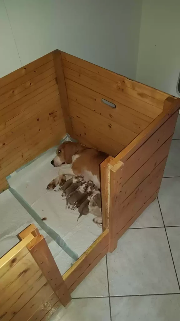 I cuccioli di Miele tra le braccia delle loro nuove famiglie, le immagini