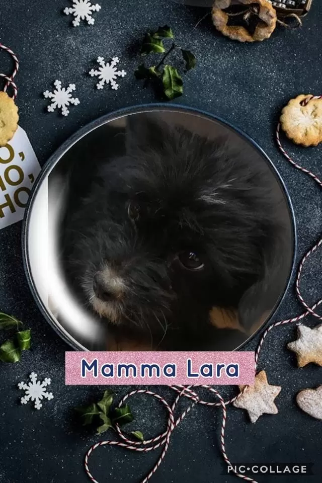 Cuccioli da adottare in provincia di Avellino