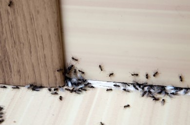 formiche-ospedale-morelli-reggio-calabria