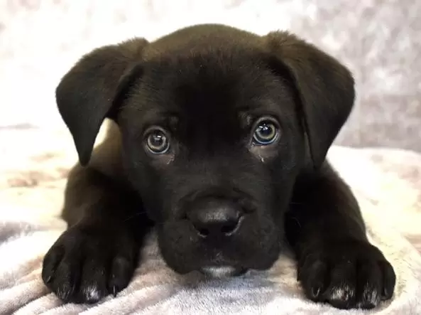 cagnolino