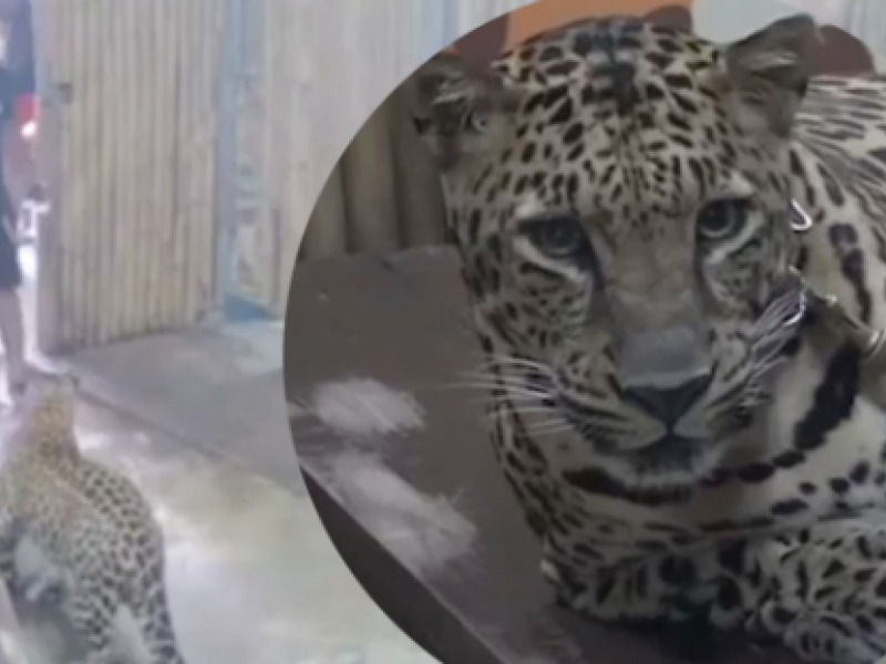 Bambino-sbranato-leopardo-thailandia