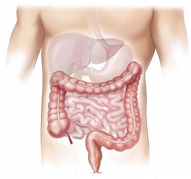 fegato-grasso-intestino-malattie-epatiche
