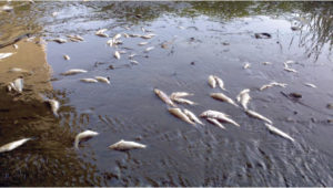 Pesci morti nell'Ete, affluente del Chienti. Comitato Salute e conservazione del territorio per Corridonia