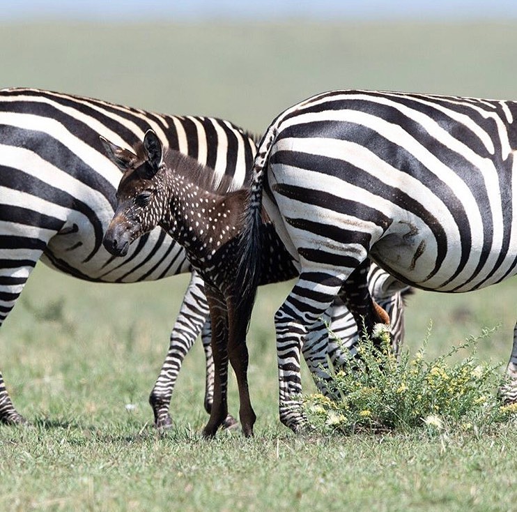 zebra-pois-kenya