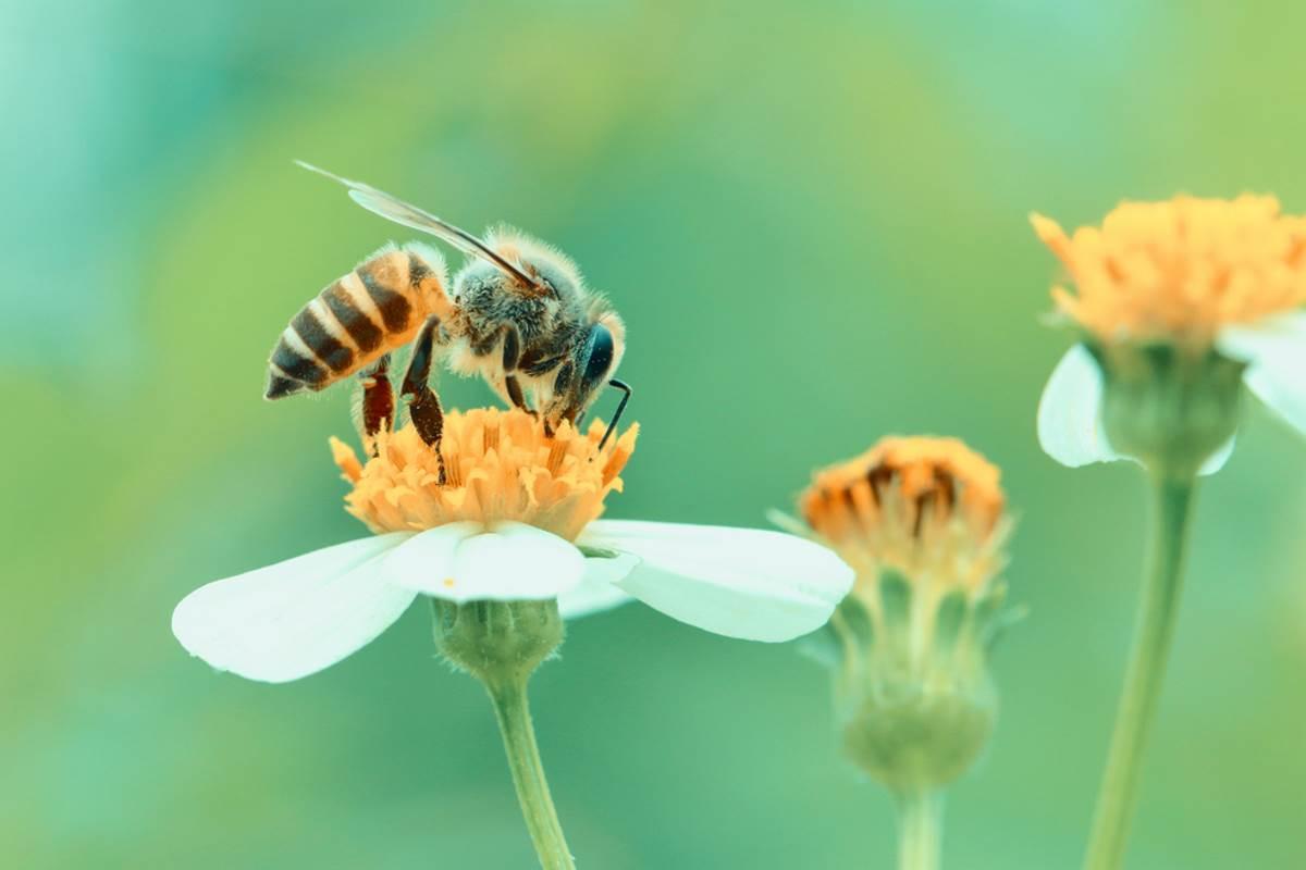 20 Maggio La Giornata Mondiale Delle Api E Degli Impollinatori