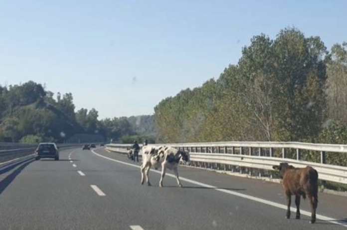 mucche-autostrada-a2-salerno-reggio-calabria
