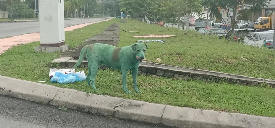 malesia-cane-randagio-cibo-bulli-vernice-verde