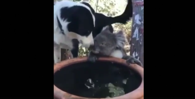 cane-divide-acqua-koala-video