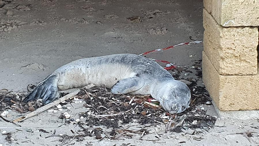 morta-foca-monaca-brindisi