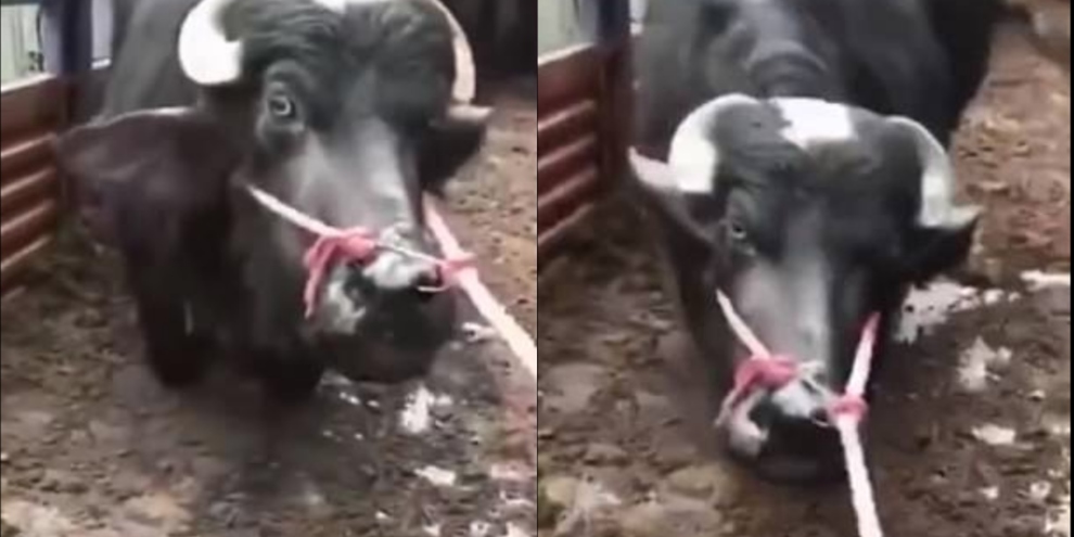 mucca-incinta-piange-macello-cina-video