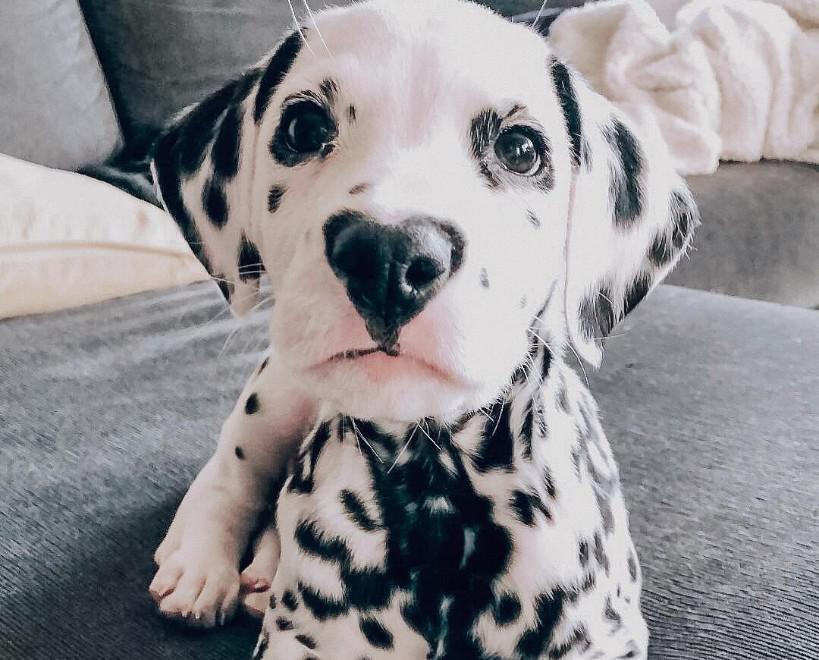 Wiley il cucciolo Dalmata con il naso a forma di cuore che ha conquistato il web
