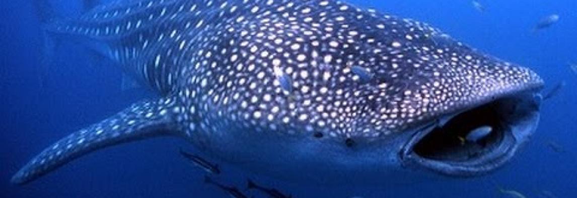 maldive-salvato-squalo-balena-rete-pescatori