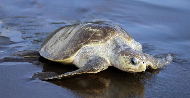 rimborso-salva-tartarughe-mare