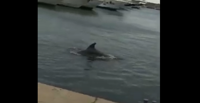 delfini-porto-salerno-fake-news