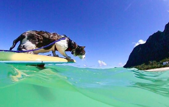 Hokule, il gatto che fa surf: la sua storia è virale sul web
