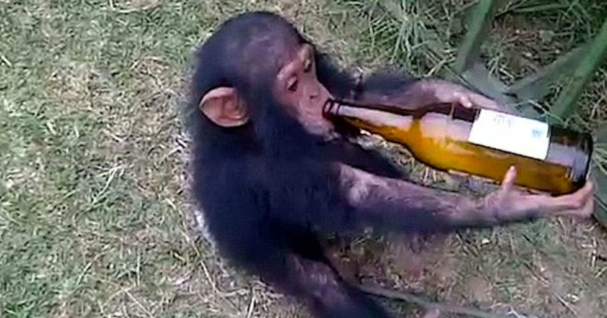 scimmia-alcolizzata-condananta-ergastolo