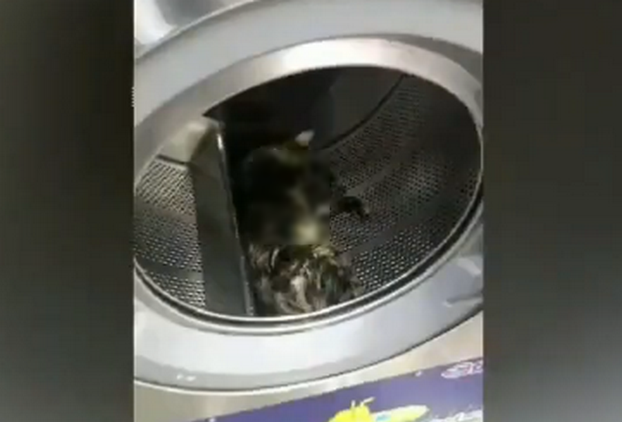 gatti-lavatrice-morti-malesia-video
