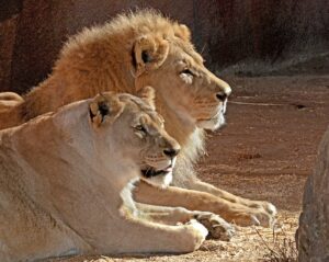 los-angeles-leoni-inseparabili-uccisi-zoo