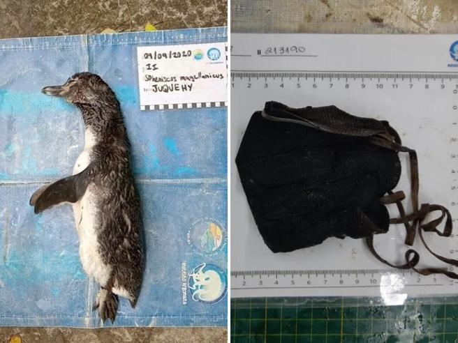 brasile-pinguino-morto-ingerito-mascherina