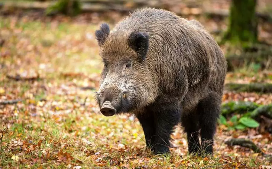 monteforte-irpino-cinghiale-trappola-morto-7-ottobre