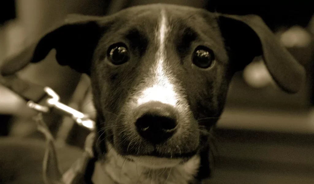cane-ucciso-fucile-caccia-faicchio