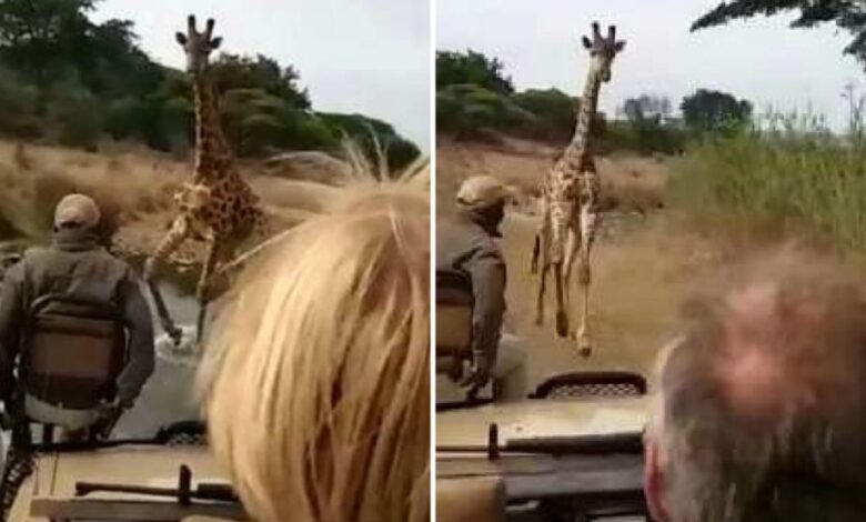 kenya-giraffa-furibonda-contro-jeep-carica-turisti