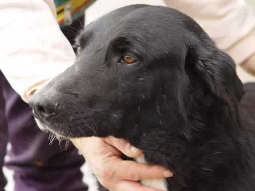 polstrada-salva-cane raccordo-salerno-avellino