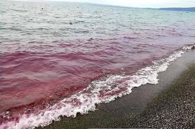 acqua-rossa-lago-bracciano-alga-tossica-esperti-rassicurano
