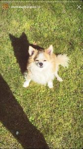 elettra-lamborghini-covid-morto-cane