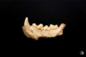 resti-uomini-neanderthal-grotta-guattari-circeo