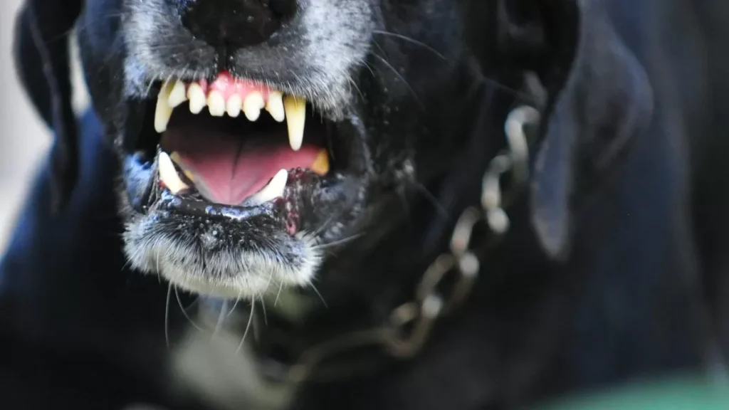 aversa aggredito cani randagi