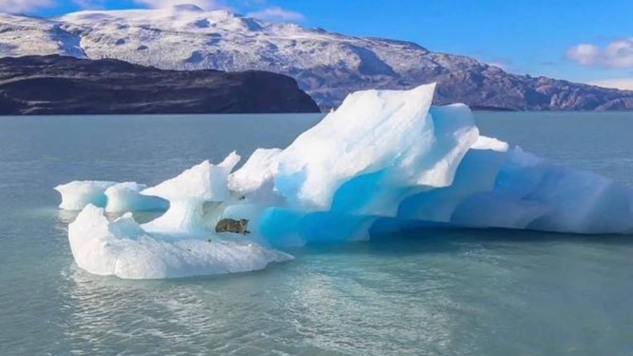 puma iceberg foto