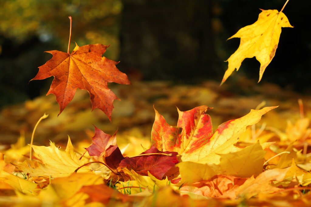 perché autunno foglie cambiano colore
