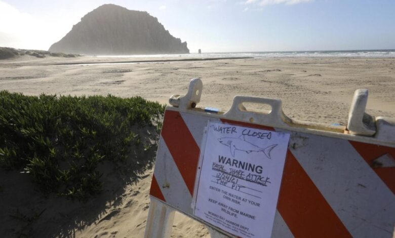 california-surfista-ucciso-squalo-26-dicembre