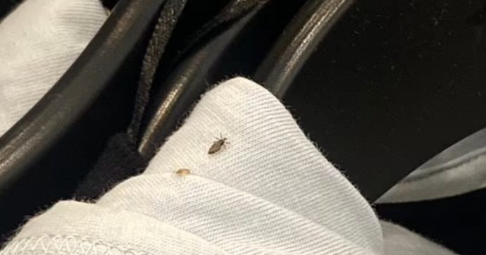 H&M insetti felpe New York 31 dicembre