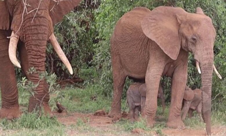 elefanti-gemelli-nati-kenya