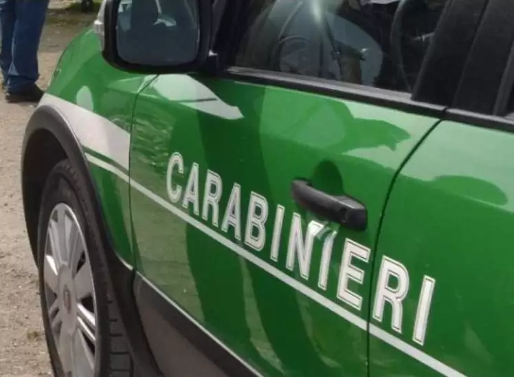 tagliano piante parco regionale monti picentini denunce