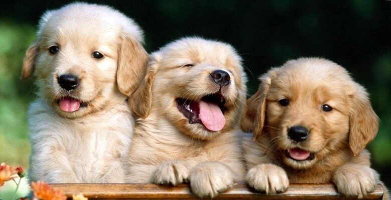Le migliori frasi, citazioni e aforismi sui cani: le più belle