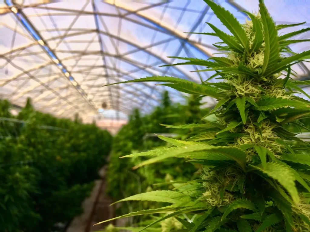 serra marijuana bronx napoli
