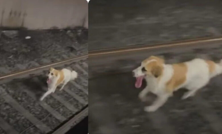 cane finisce binari metro roma