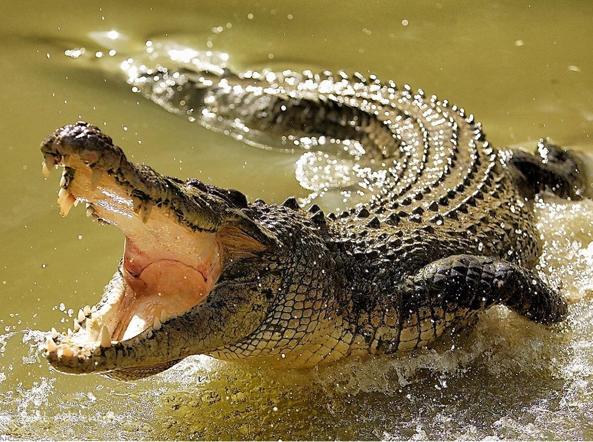 australia attaccato coccodrillo bagno
