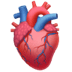 organo del cuore