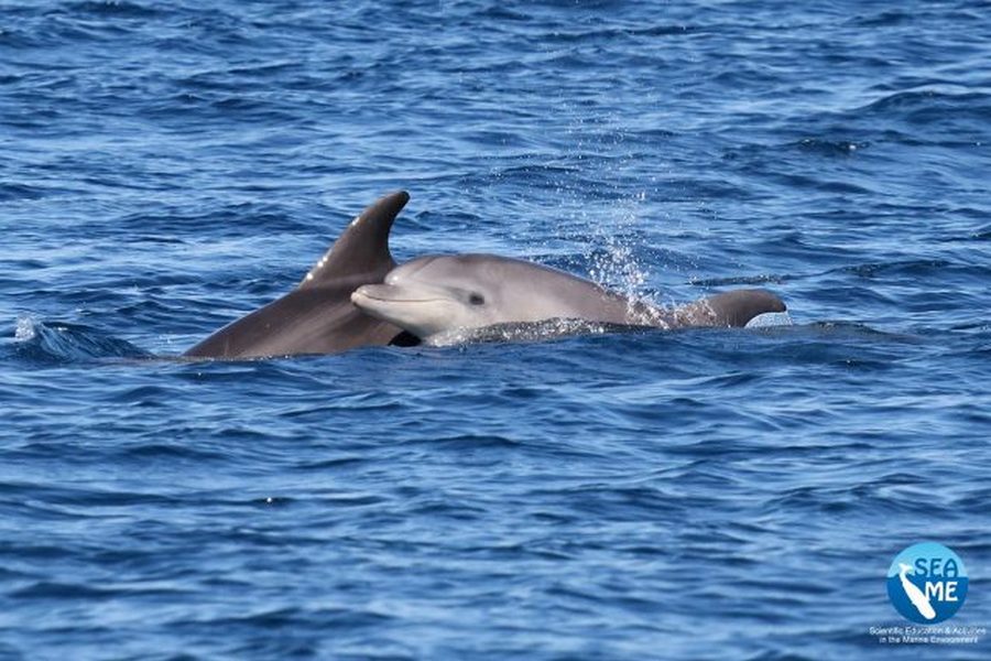 delfino-ucciso-sardegna-sfilettato-musciame
