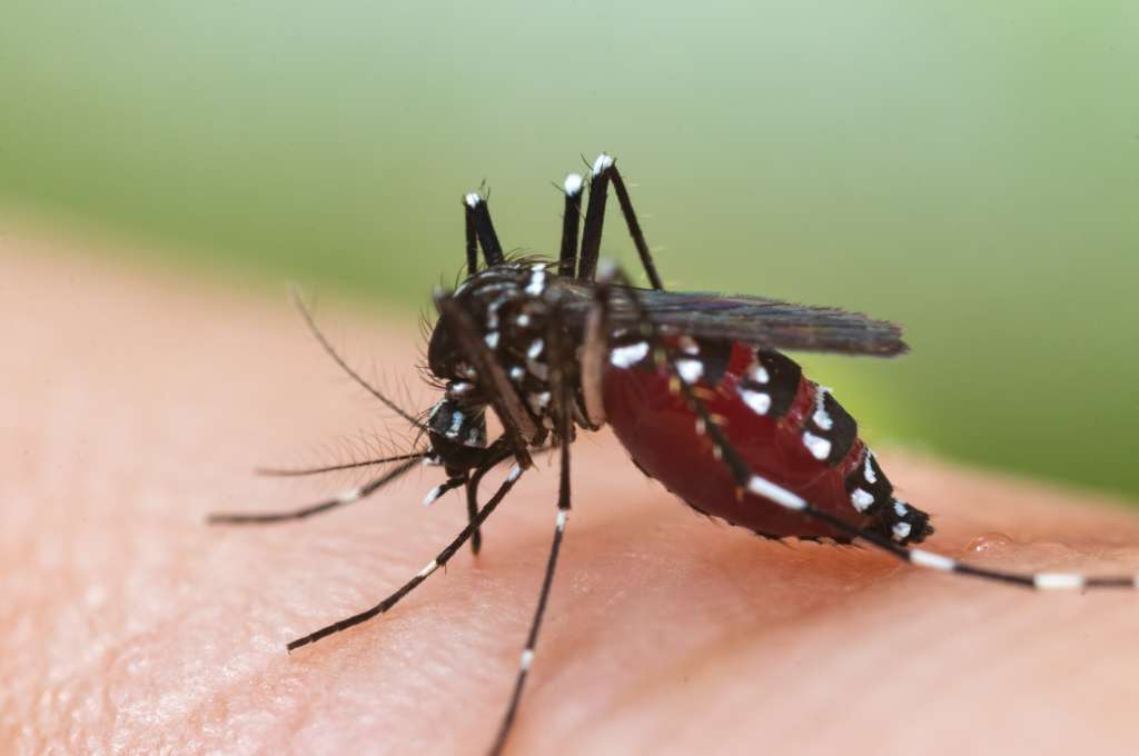caso febbre dengue