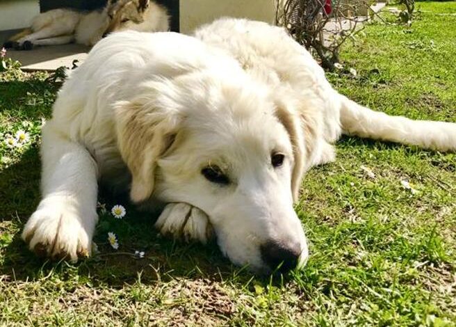 Dramma a Cuneo, anziano trovato morto in montagna: il corpo è stato vegliano dal suo cane per due giorni