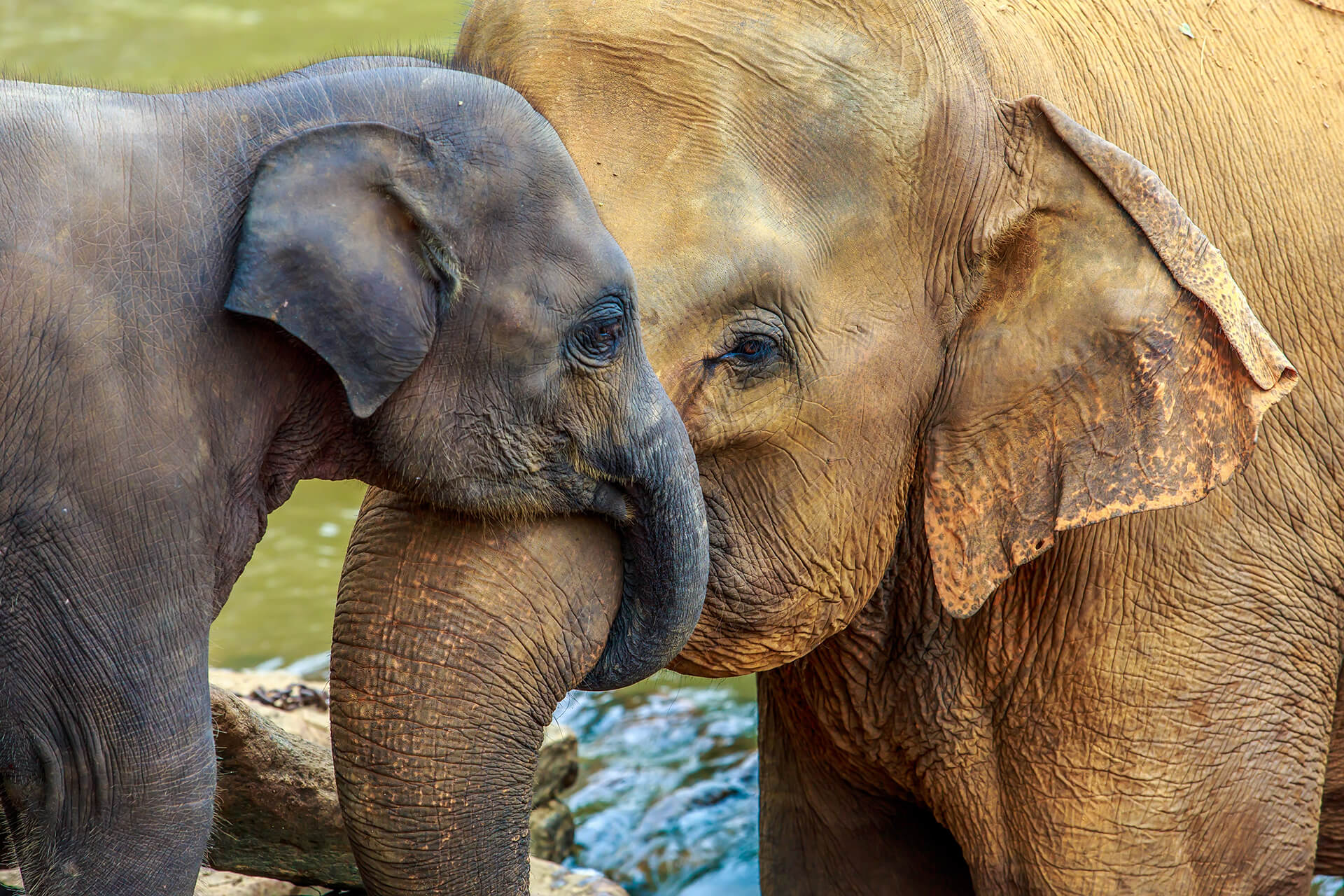 safari park maida elefante