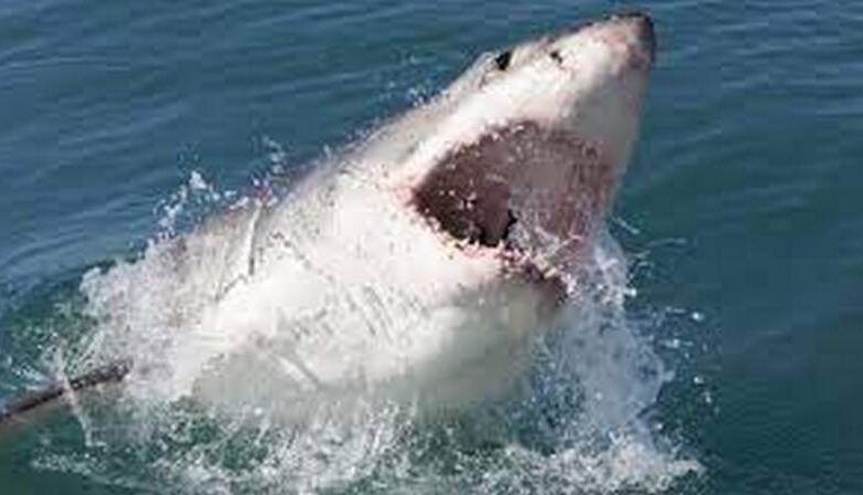 mar rosso squalo muore turista