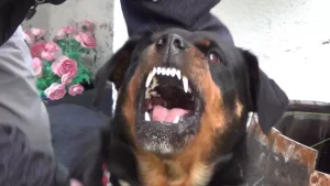 torre greco bimba aggredita rottweiler