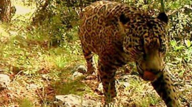 jafe giaguaro america